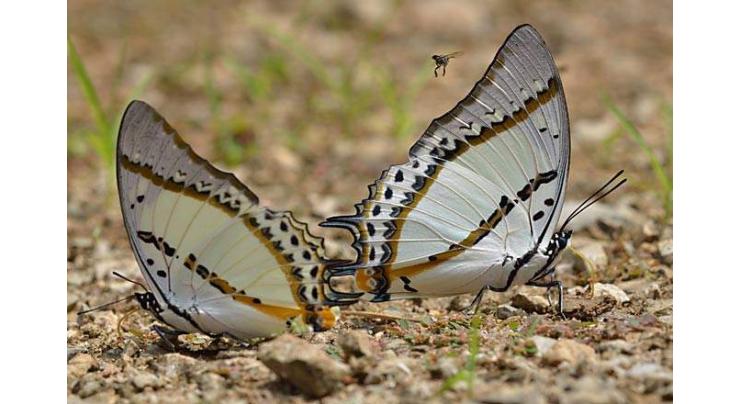 Pakistan to participate in regionally observed ‘Butterfly Month’, walks planned in different cities