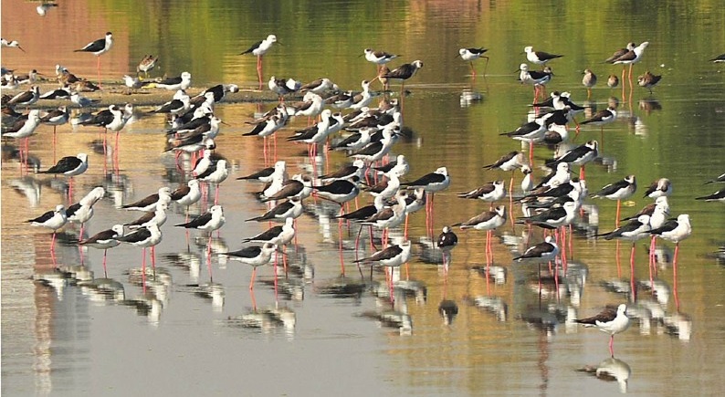 Arrival of flocks of migratory birds to Pakistan in full swing